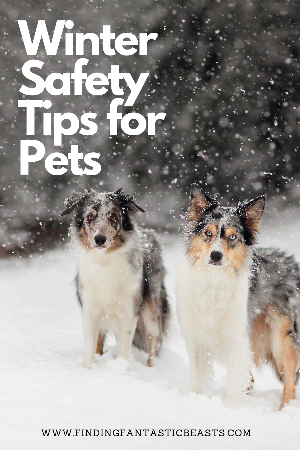 Winter Safety Tips For Pets